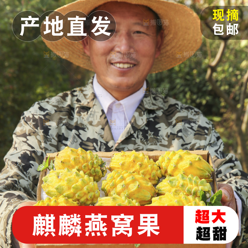 手里拿着燕窝果