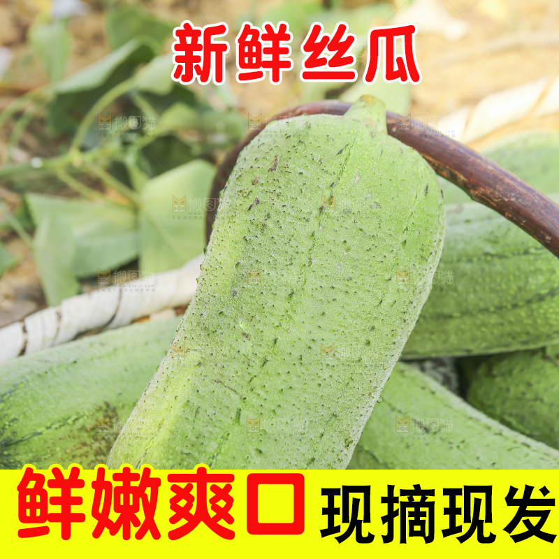 手里拿着新鲜丝瓜