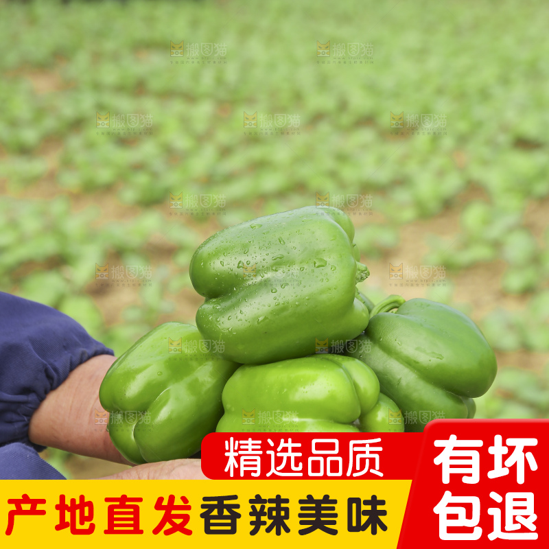 手里拿着新鲜青圆椒