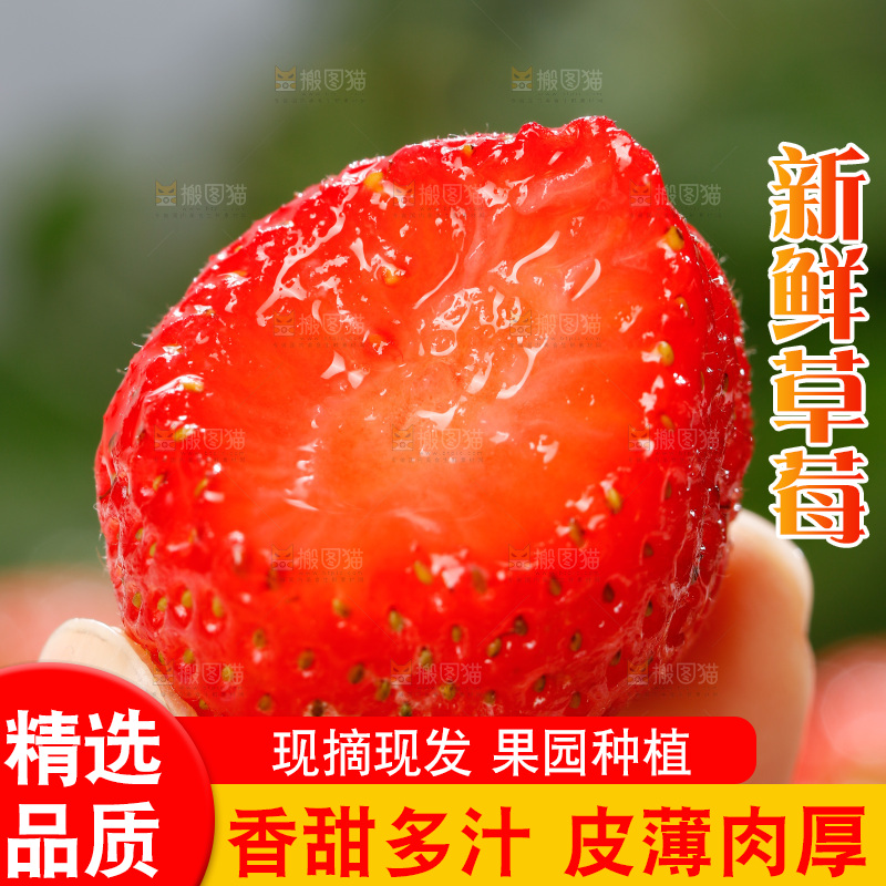 浅底上的丹东草莓