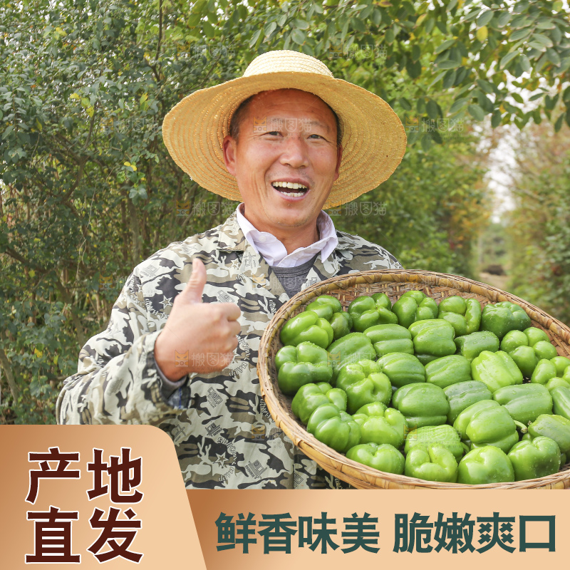 手里拿着新鲜青圆椒