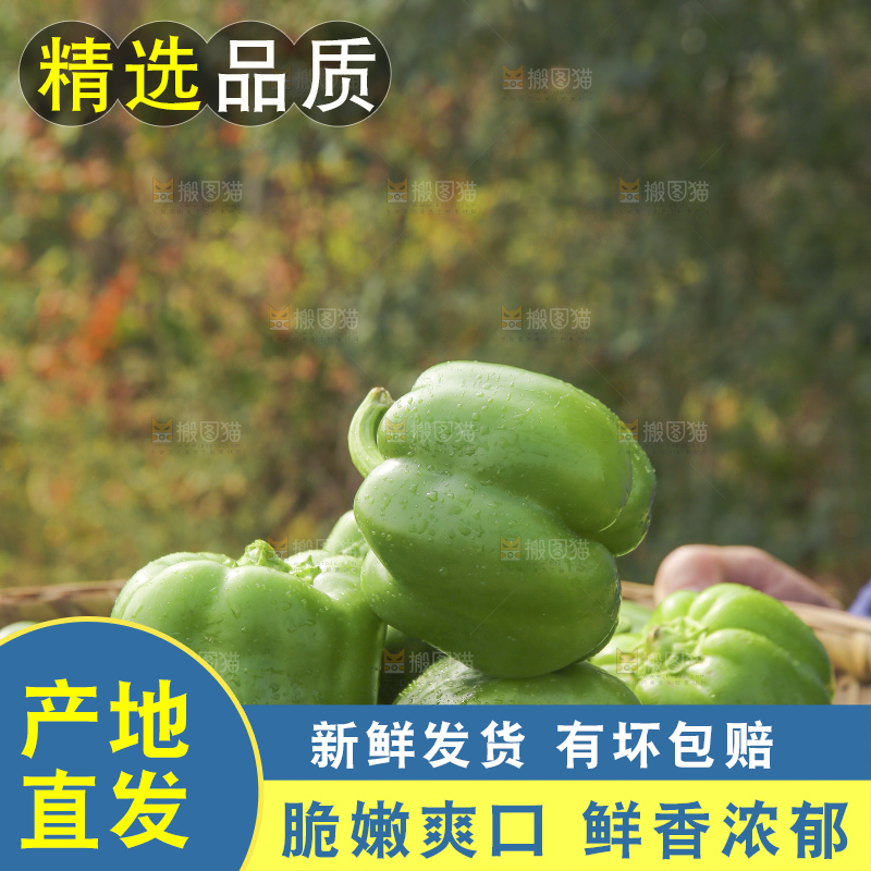手里拿着新鲜青圆椒