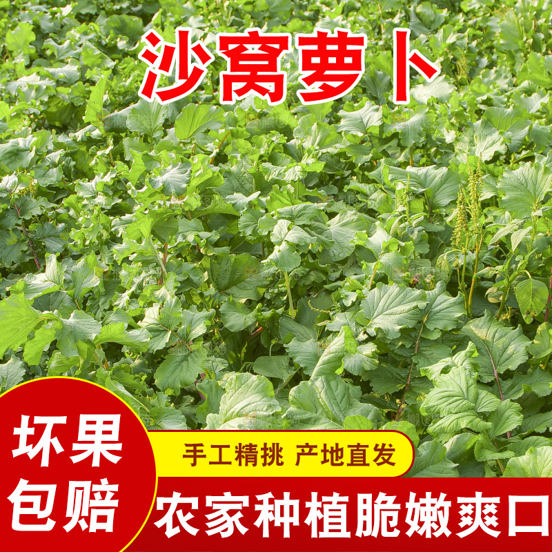 地里的沙窝萝卜