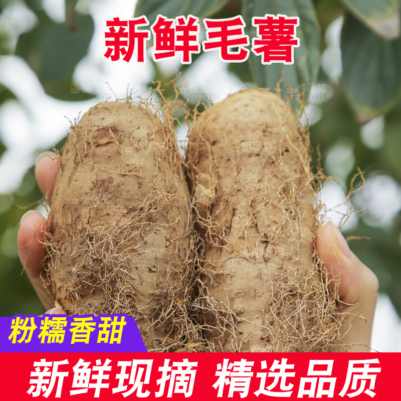 手里拿着新鲜毛薯