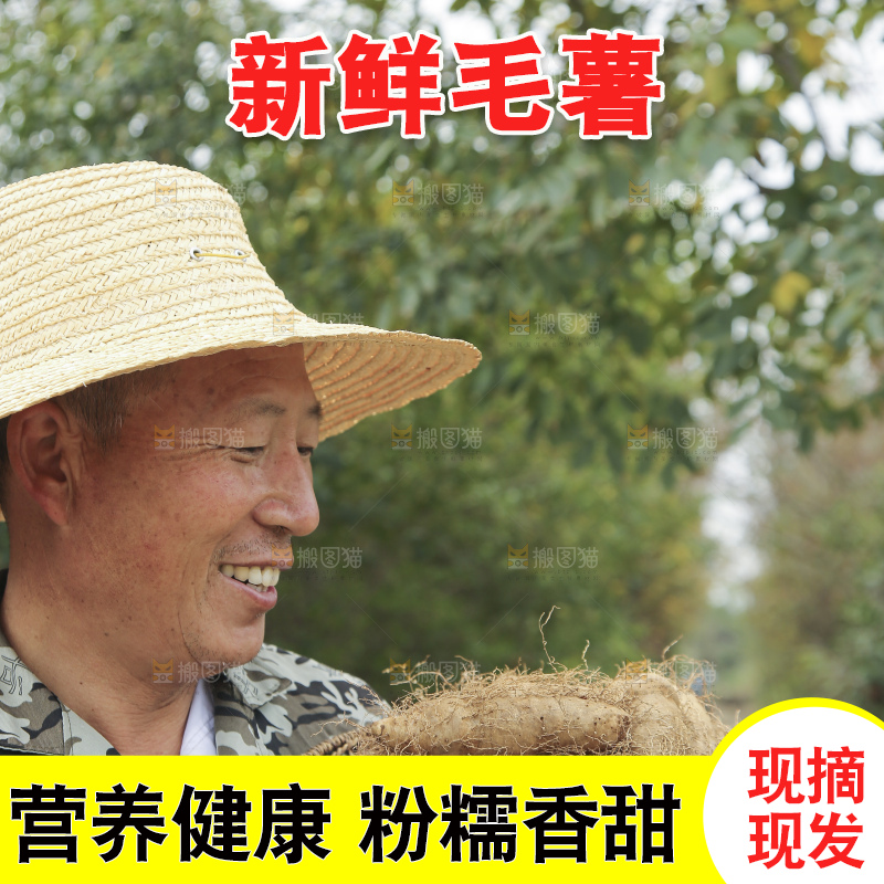 手里拿着新鲜毛薯