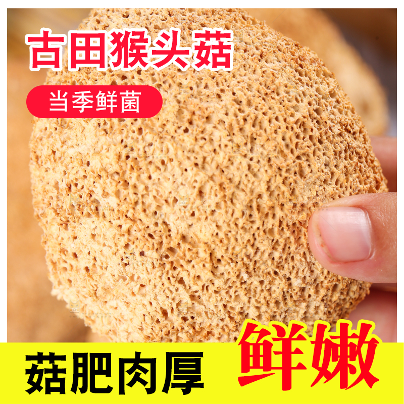 木底上的猴头菇