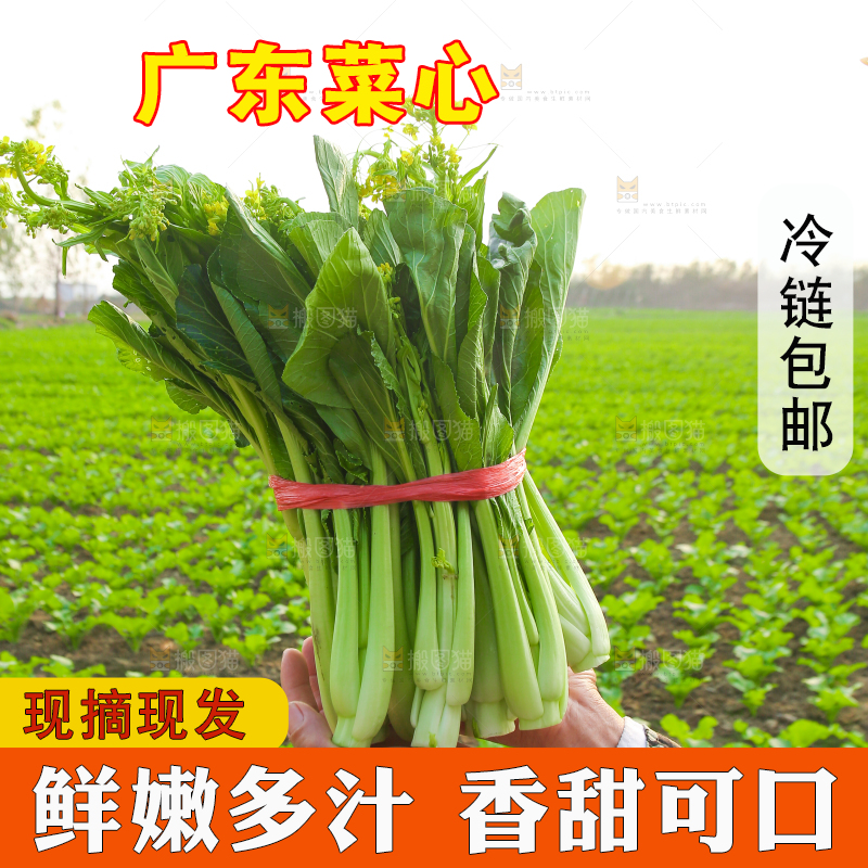 手里拿着广东菜心
