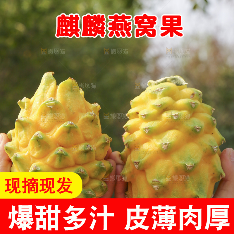 手里拿着燕窝果