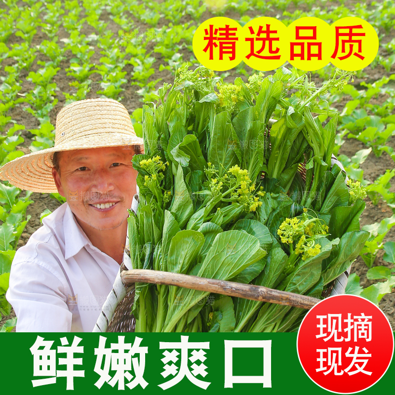 手里拿着广东菜心