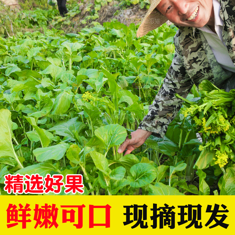 手里拿着广东菜心