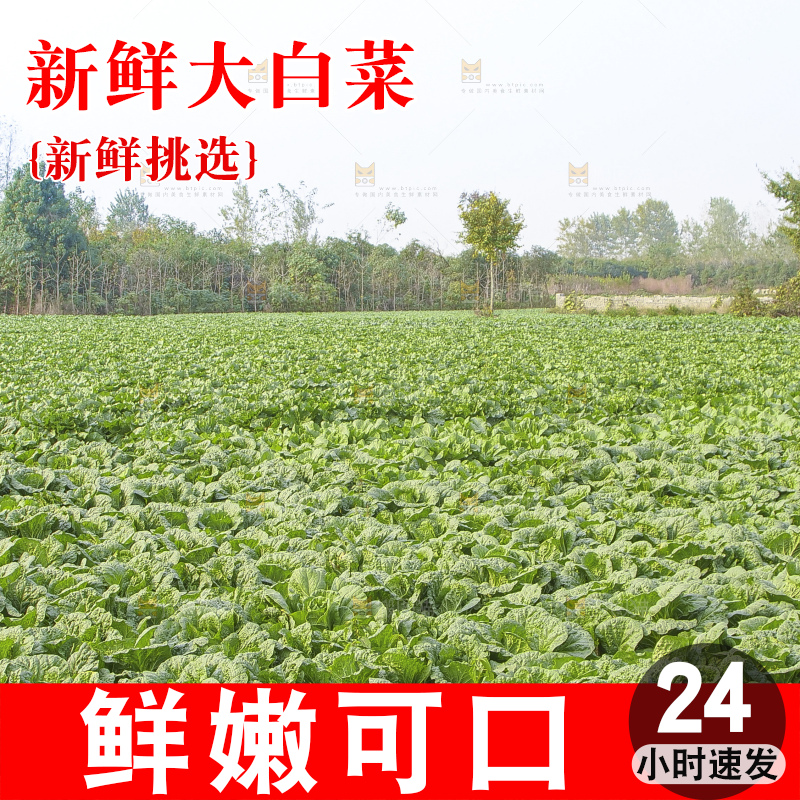 地里的大白菜