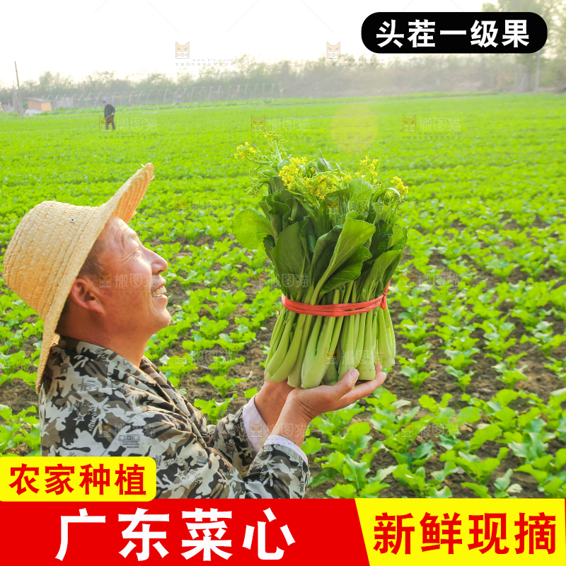 手里拿着广东菜心