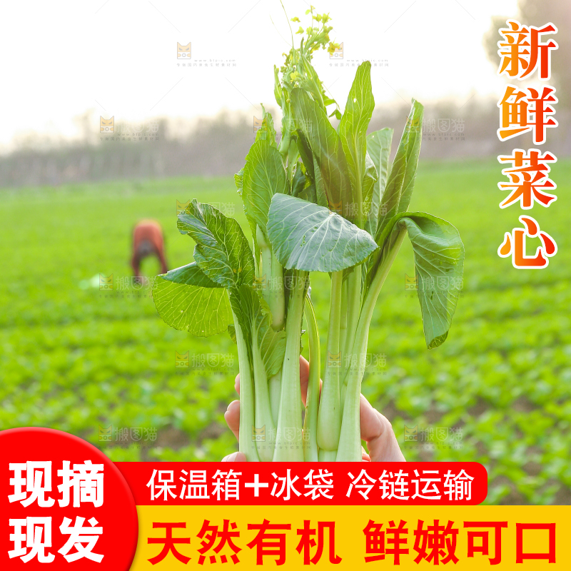 手里拿着广东菜心