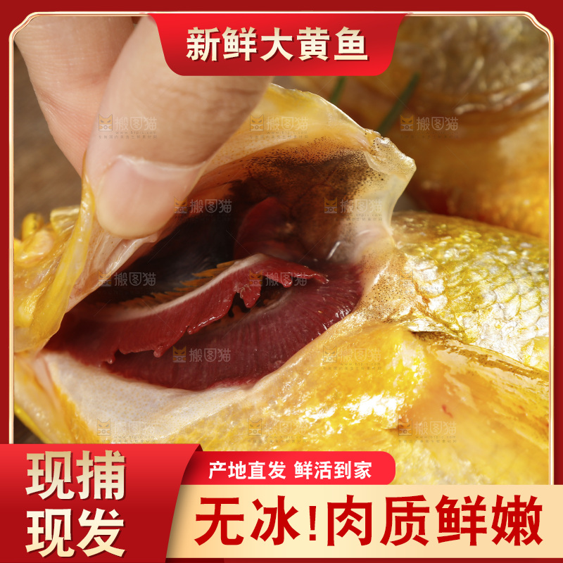深底上的大黄鱼