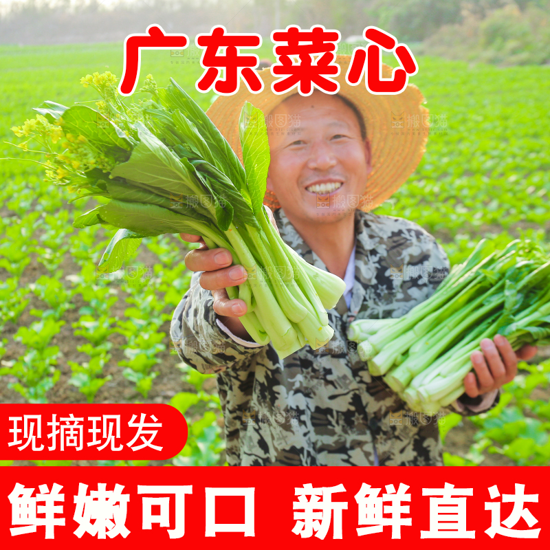 手里拿着广东菜心