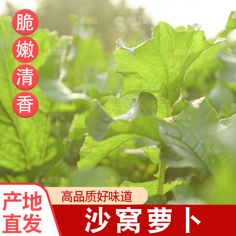 地里的沙窝萝卜