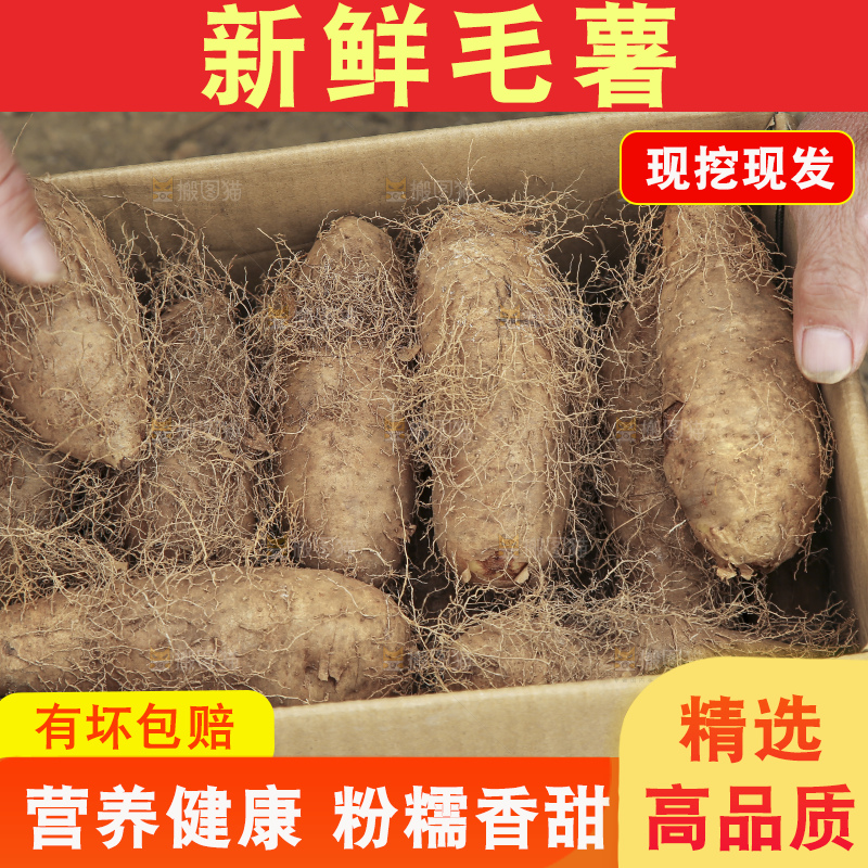 手里拿着新鲜毛薯
