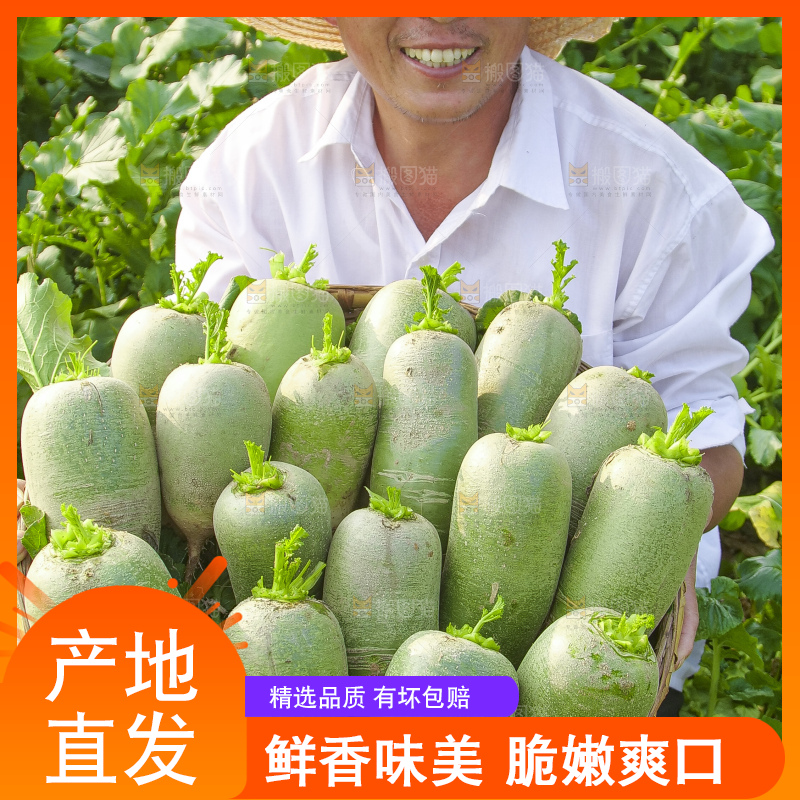 地里的沙窝萝卜