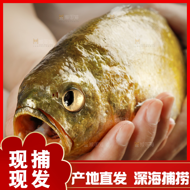 深底上的大黄鱼