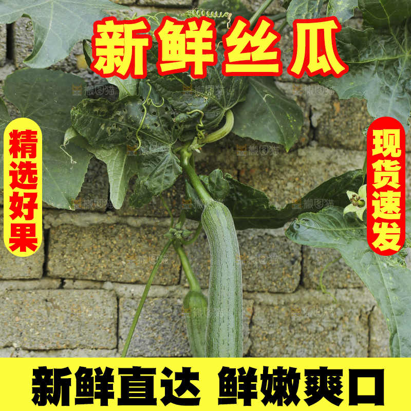 丝瓜藤上的丝瓜