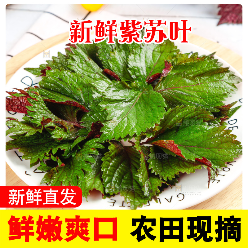 浅底上的紫苏叶