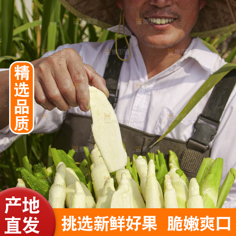 手里拿着新鲜茭白