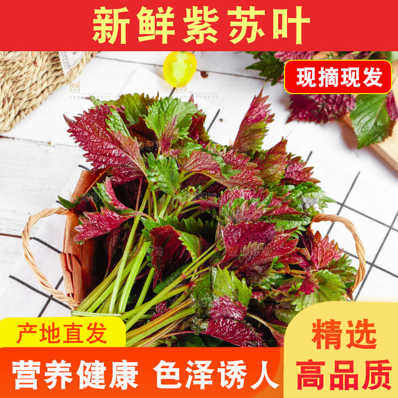 浅底上的紫苏叶
