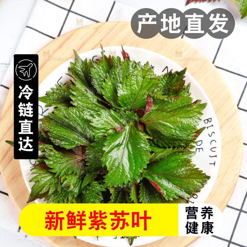 浅底上的紫苏叶