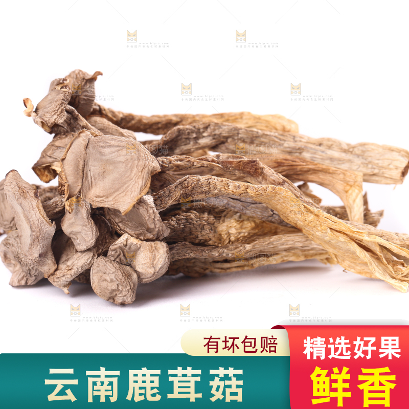 白底上的鹿茸菇