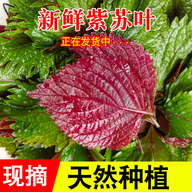浅底上的紫苏叶