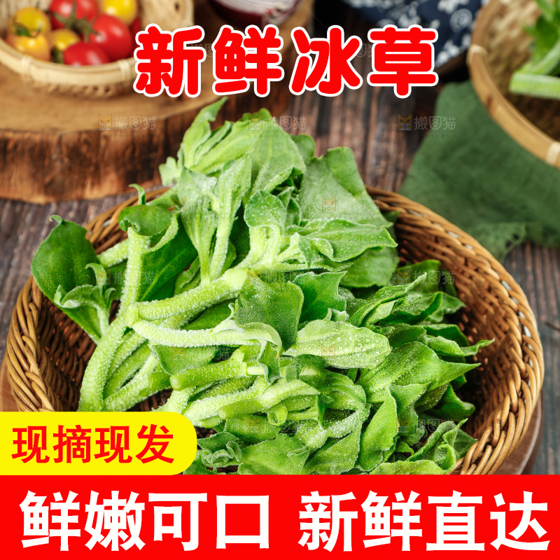 深底上的冰草