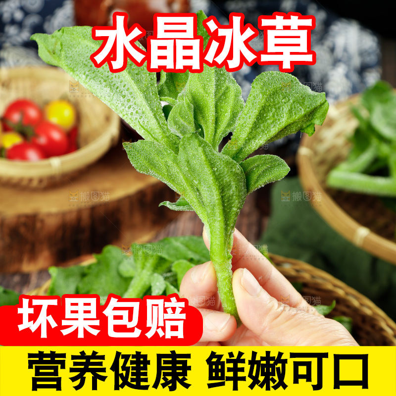深底上的冰草