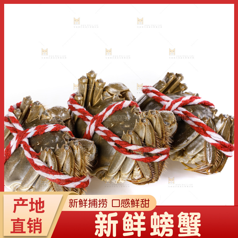 白底上的大闸蟹