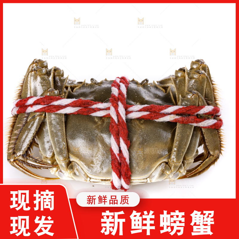 白底上的大闸蟹