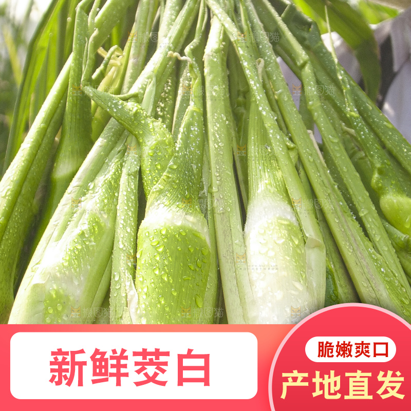 手里拿着新鲜茭白
