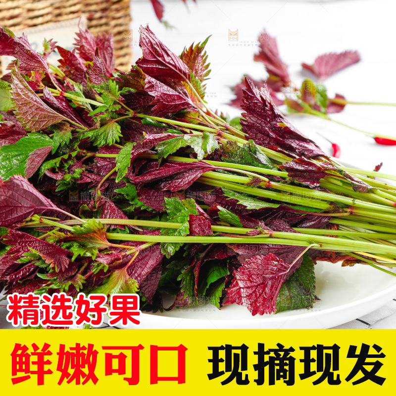 浅底上的紫苏叶