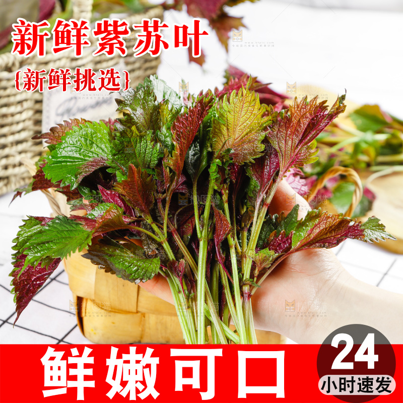 浅底上的紫苏叶