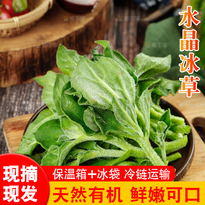 深底上的冰草