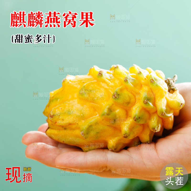 浅底上的燕窝果