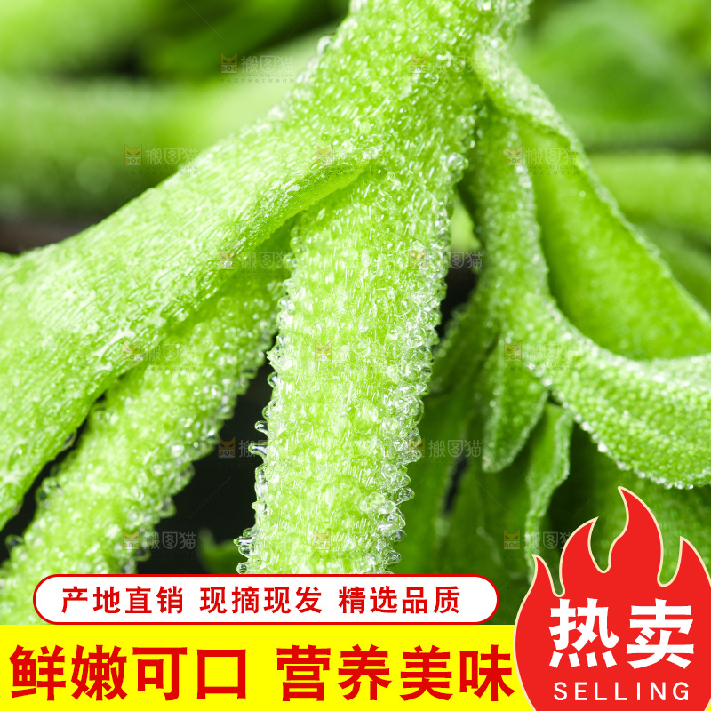 深底上的冰草