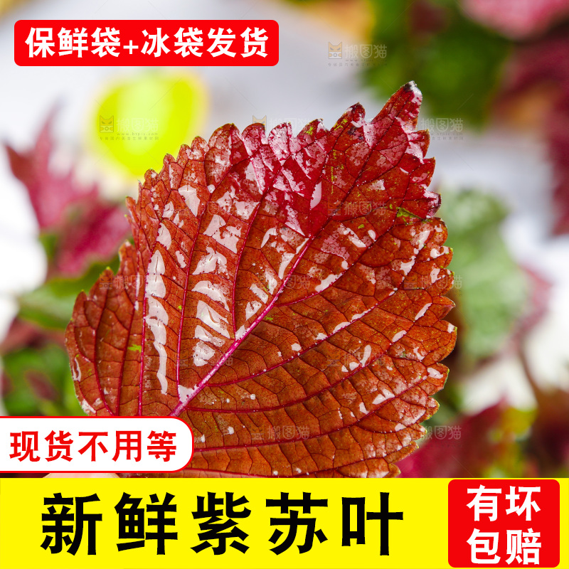 浅底上的紫苏叶