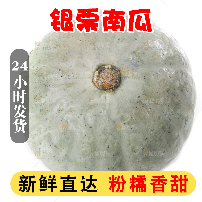 白底上的银栗南瓜