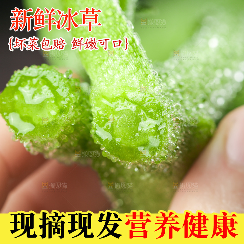 深底上的冰草