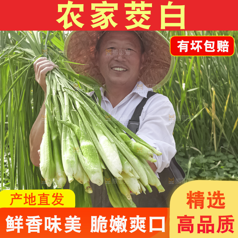手里拿着新鲜茭白