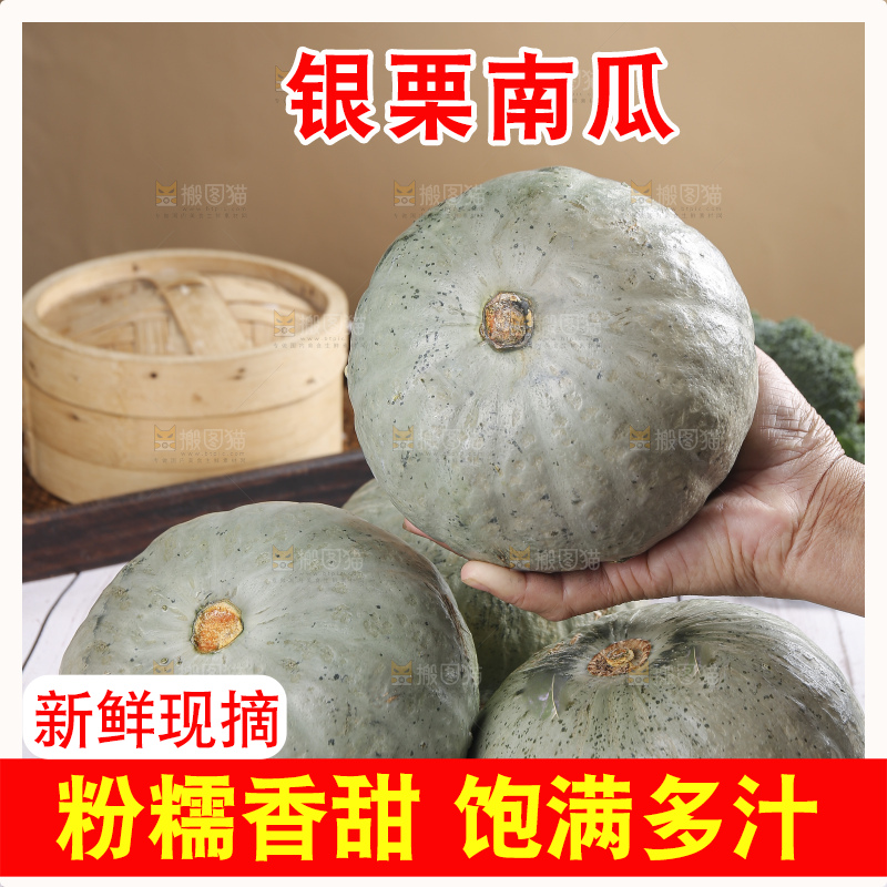 浅底上的银栗南瓜