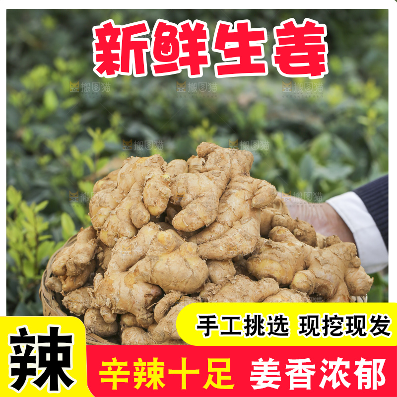 手里拿着新鲜生姜
