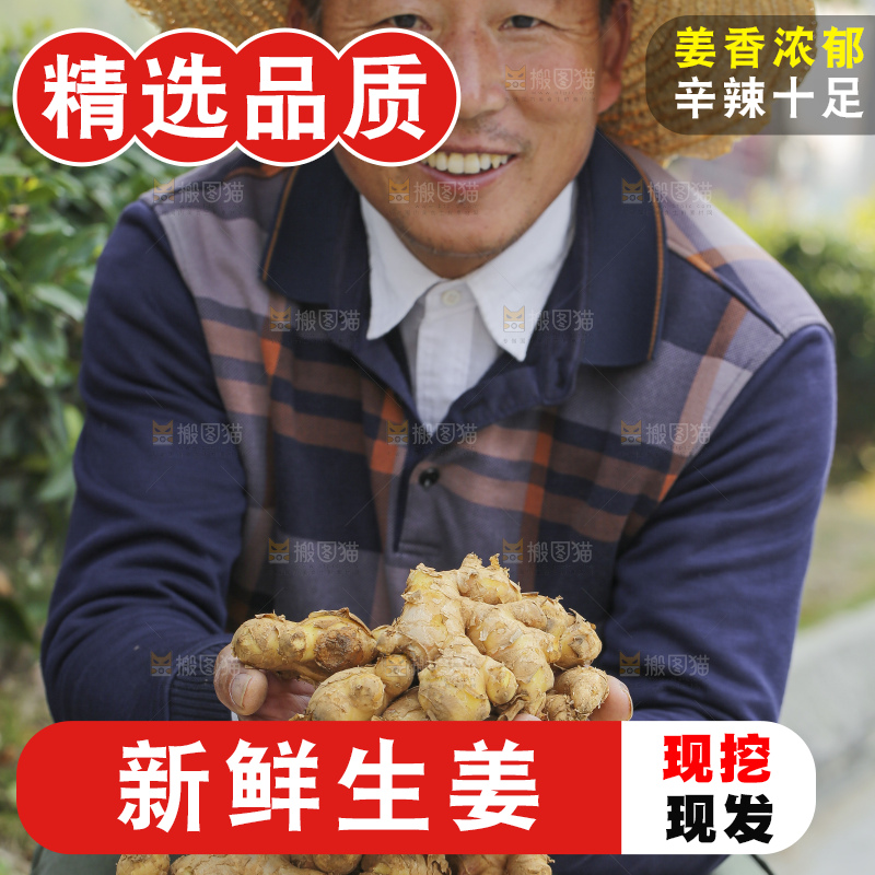 手里拿着新鲜生姜