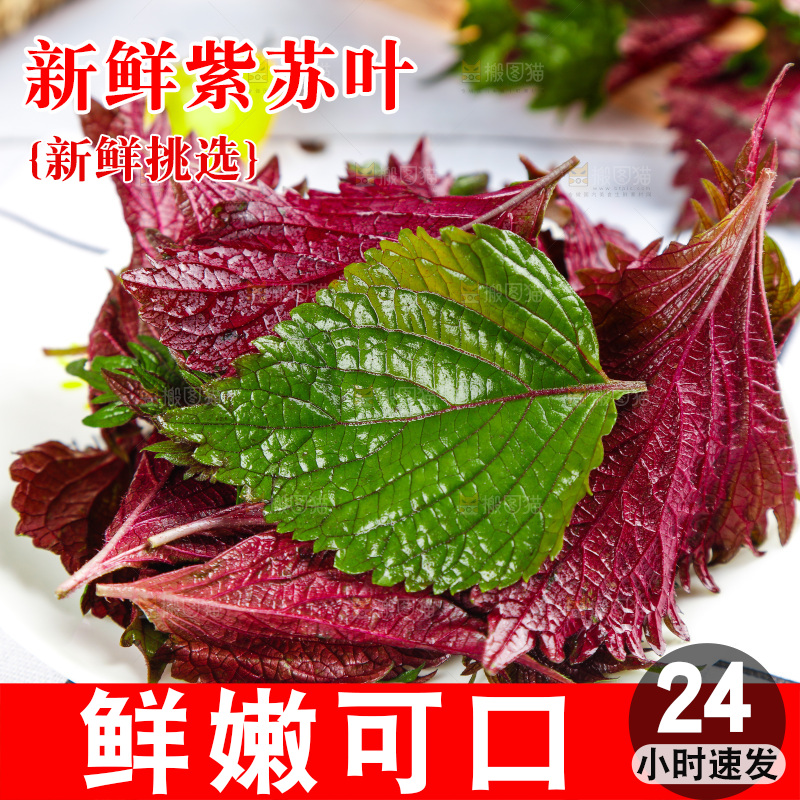 浅底上的紫苏叶