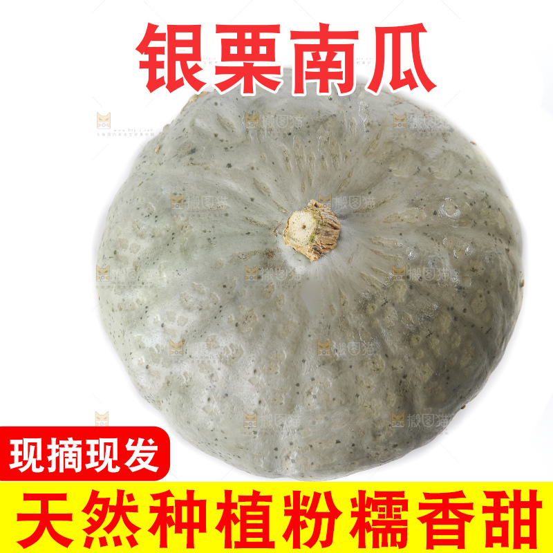 白底上的银栗南瓜