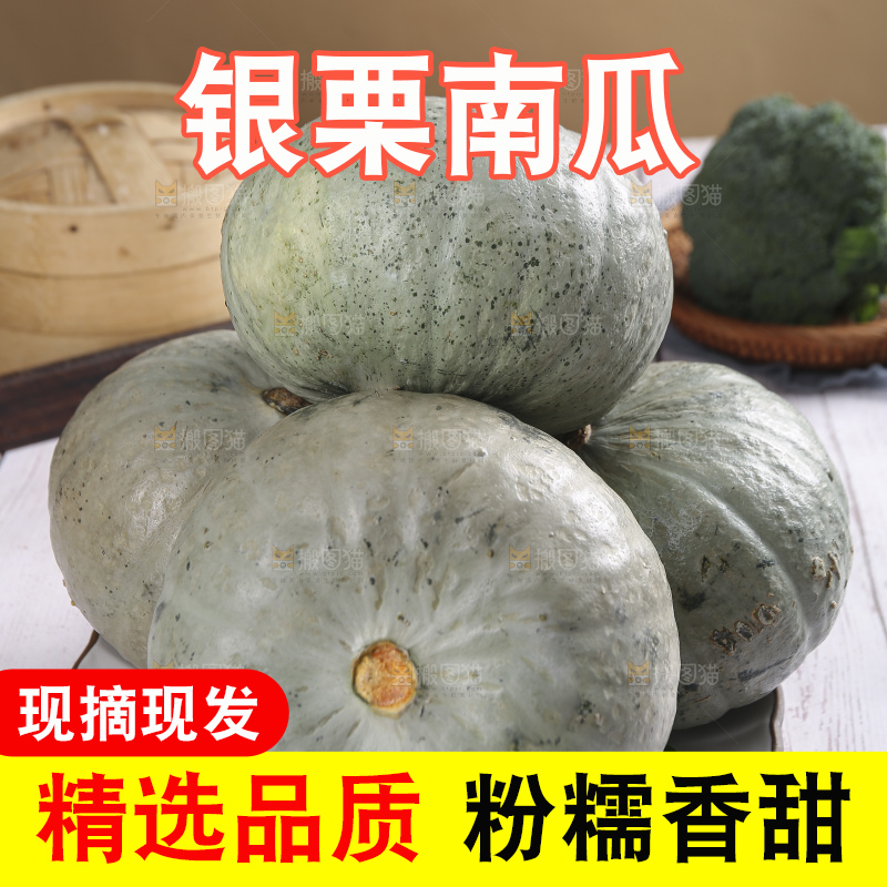 浅底上的银栗南瓜